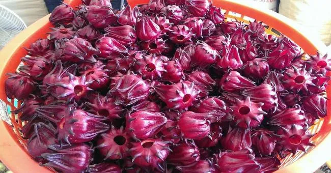 植物界的「紅寶石」，多喝洛神花茶可降低心血管疾病