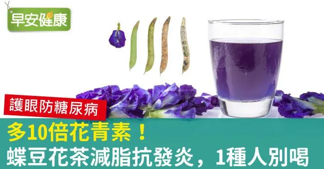 蝶豆花茶喝進10倍花青素！蝶豆花抗發炎，這族群慎飲