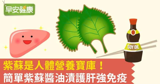 紫蘇是人體營養寶庫！簡單紫蘇醬油漬護肝強免疫