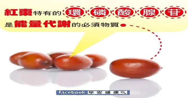 紅棗特有的環磷酸腺苷，是能量代謝的必須物質