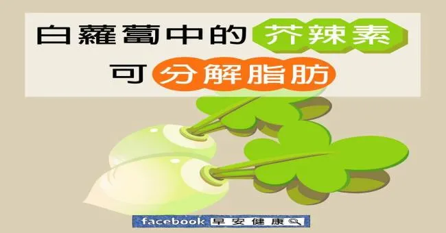 白蘿蔔中的芥辣素可分解脂肪
