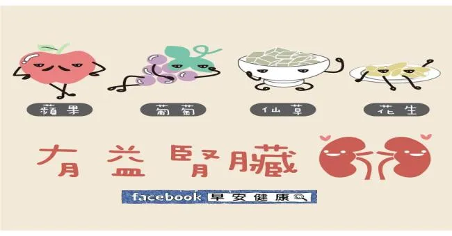 有益腎臟4食物
