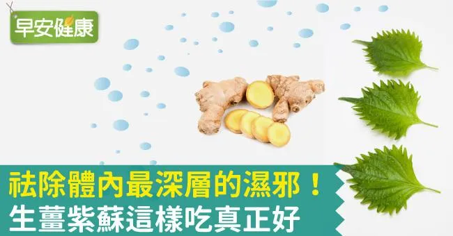 祛除體內最深層的濕邪！生薑紫蘇這樣吃真正好