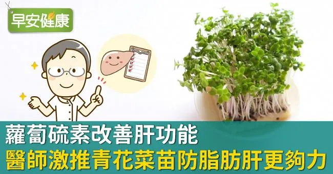 蘿蔔硫素改善肝功能，醫師激推「青花菜苗」防脂肪肝更夠力