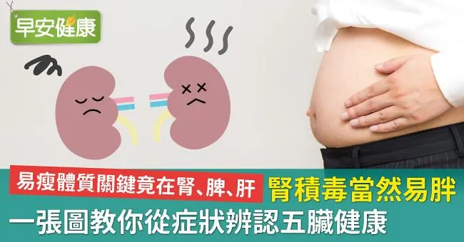 腎積毒當然易胖！一張圖教你從症狀辨認五臟健康