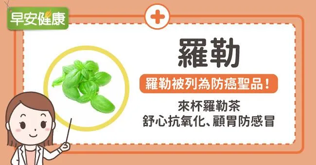 羅勒被列為防癌聖品！來杯羅勒茶舒心抗氧化、顧胃防感冒