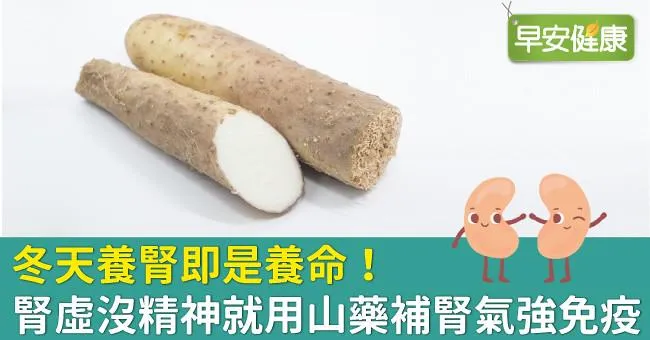 冬天養腎即是養命！腎虛沒精神就用山藥補腎氣強免疫