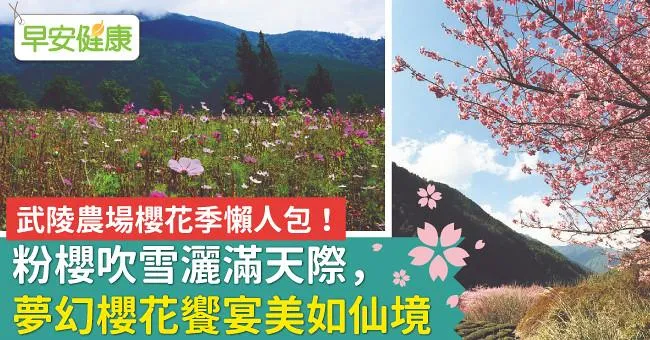 武陵農場櫻花季懶人包！粉櫻吹雪灑滿天際，夢幻櫻花饗宴美如仙境