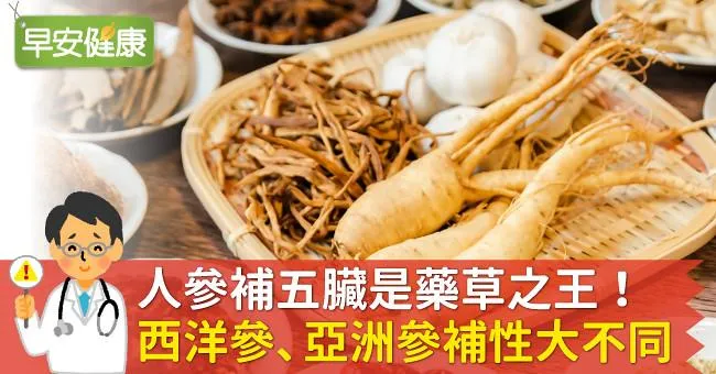 人參補五臟是藥草之王！西洋參、亞洲參補性大不同