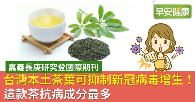 台灣本土茶葉可抑制新冠病毒增生！這款茶抗病成分最多