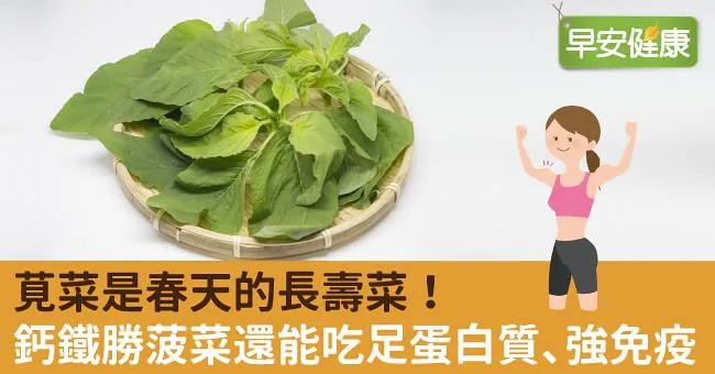 莧菜是春天的長壽菜！鈣鐵勝菠菜還能吃足蛋白質、強免疫