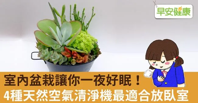 室內盆栽讓你一夜好眠！4種天然空氣清淨機最適合放臥室