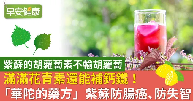 滿滿花青素還能補鈣鐵！「華陀的藥方」紫蘇防腸癌、防失智