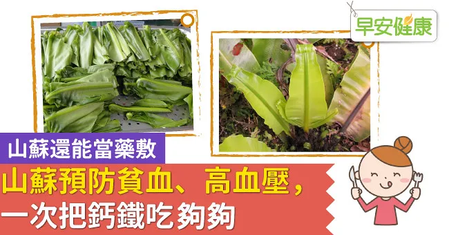 山林間的天然補藥！山蘇預防貧血、高血壓，一次把鈣鐵吃夠夠