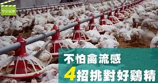 不怕禽流感！4招挑對好鷄精