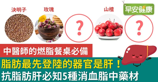 脂肪最先登陸的器官是肝！抗脂肪肝必知5種消血脂中藥材
