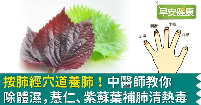 按肺經穴道養肺！中醫師教你除體濕，薏仁、紫蘇葉補肺清熱毒
