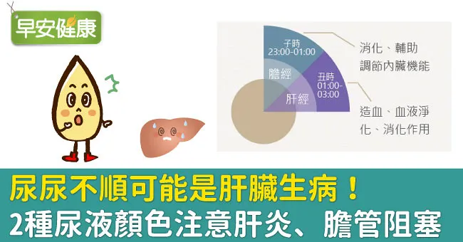 尿尿不順可能是肝臟生病！2種尿液顏色注意肝炎、膽管阻塞
