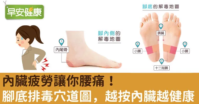 內臟疲勞讓你腰痛！腳底排毒穴道圖，越按內臟越健康