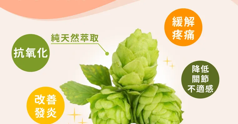 關節卡卡不舒服，吃什麼才有效？最新關節保養明星：草本啤酒花萃取物
