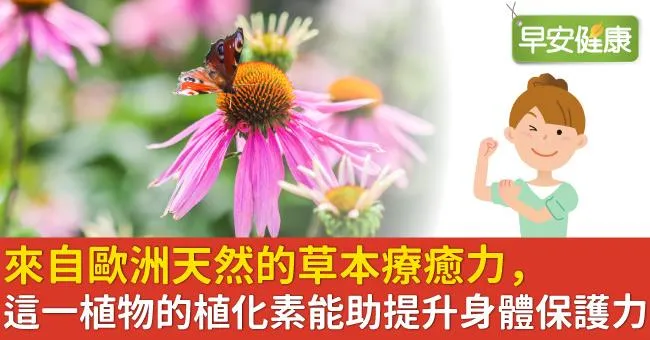 來自歐洲天然的草本療癒力，這一植物的植化素能助提升身體保護力！