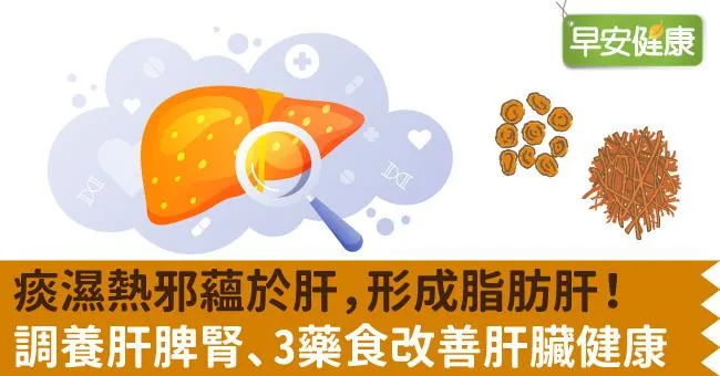 痰濕熱邪蘊於肝，形成脂肪肝！調養肝脾腎、3藥食改善肝臟健康