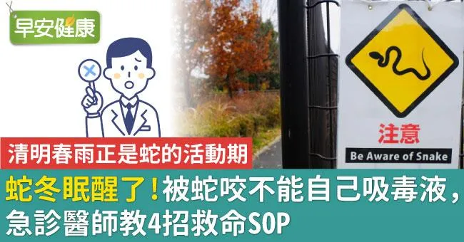 蛇冬眠醒了！被蛇咬不能自己吸毒液，急診醫師教4招救命SOP