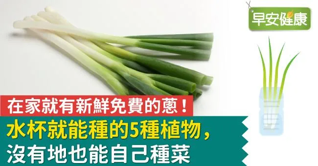 在家就有新鮮免費的蔥！水杯就能種的5種植物，沒有地也能自己種菜