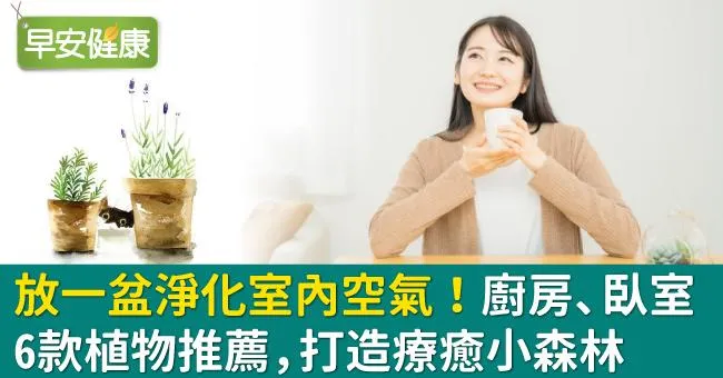 放一盆淨化室內空氣！廚房、臥室6款植物推薦，打造療癒小森林