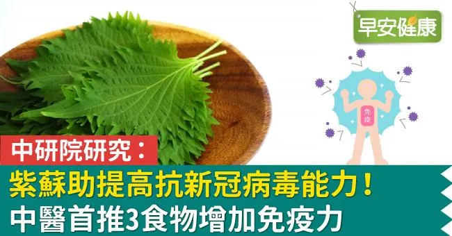 中研院研究：紫蘇助提高抗新冠病毒能力！中醫首推3食物增加免疫力