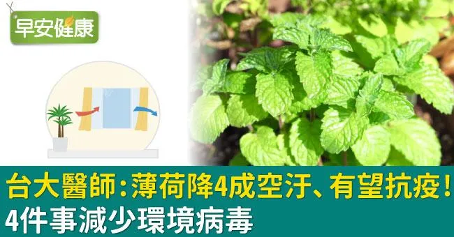 台大醫師：薄荷降4成空汙、有望抗疫！4件事減少環境病毒