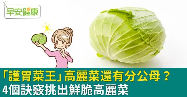 「護胃菜王」高麗菜還有分公母？4個訣竅挑出鮮脆高麗菜