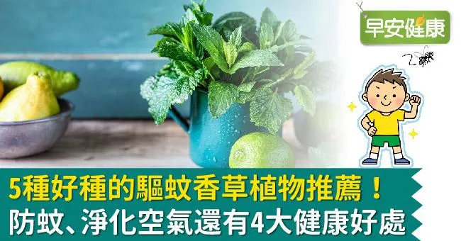 5種好種的驅蚊香草植物推薦！防蚊、淨化空氣還有4大健康好處