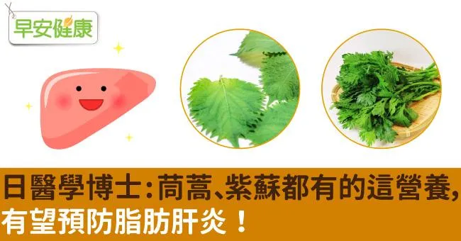 日醫學博士：茼蒿、紫蘇都有的這營養，有望預防脂肪肝炎！
