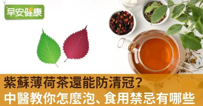 紫蘇薄荷茶還能防清冠？中醫教你怎麼泡、食用禁忌有哪些