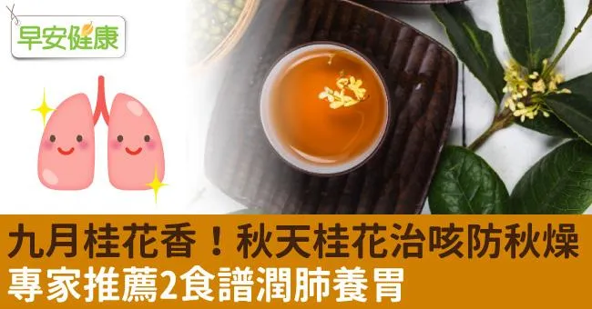 九月桂花香！秋天桂花治咳防秋燥，專家推薦2食譜潤肺養胃