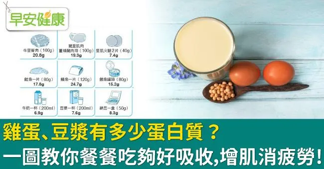 雞蛋、豆漿有多少蛋白質？一圖教你餐餐吃夠好吸收，增肌消疲勞！