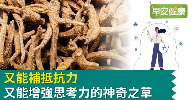 又能補抵抗力又能增強思考力的神奇之草