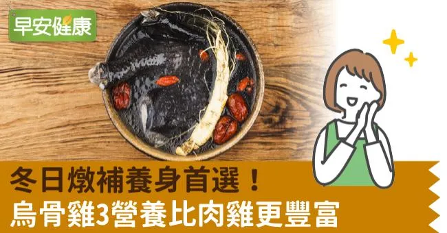 冬日燉補養身首選！烏骨雞3營養比肉雞更豐富