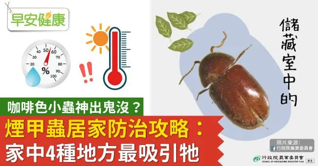 煙甲蟲滅不完？房間出現硬殼咖啡色小蟲怎麼辦？從源頭消滅菸甲蟲的居家防治攻略