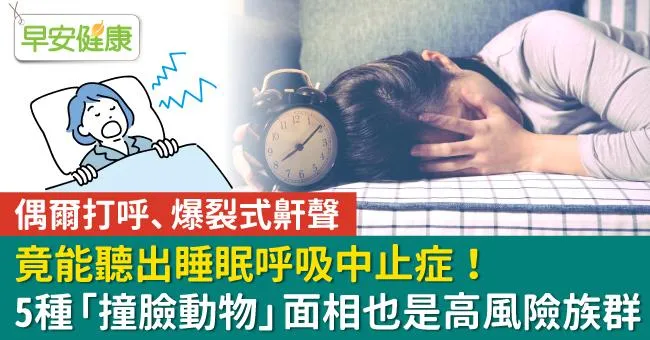 偶爾打呼、爆裂式鼾聲，竟能聽出睡眠呼吸中止症！5種「撞臉動物」面相也是高風險族群