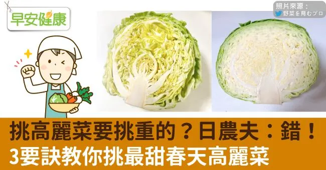 挑高麗菜要挑重的？日農夫：錯！3要訣教你挑最甜春天高麗菜