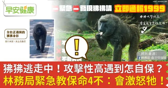 狒狒脫逃中！狒狒攻擊性高遇到怎自保？林務局緊急教保命4不：會激怒牠