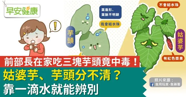 前部長在家吃三塊芋頭竟中毒！姑婆芋、芋頭分不清？靠一滴水就能辨別