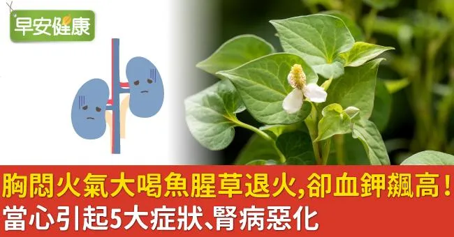 胸悶火氣大喝魚腥草退火…卻血鉀飆高！當心引起5大症狀、腎病惡化