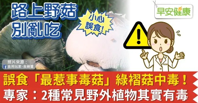誤食「最惹事毒菇」綠褶菇中毒！專家：2種常見野外植物其實有毒