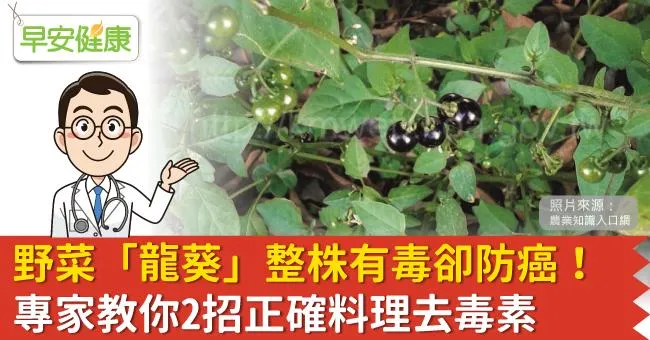 野菜「龍葵」整株有毒卻防癌！專家教你2招正確料理去毒素