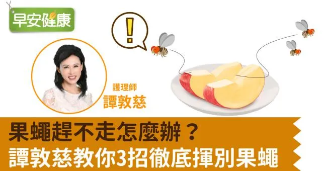 果蠅趕不走？廚餘、水果長果蠅怎麼處理？自製消滅果蠅餌劑，譚敦慈3招徹底揮別果蠅
