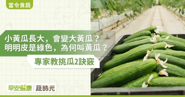 小黃瓜長大，會變大黃瓜？皮是綠色為何叫黃瓜？專家教挑瓜2訣竅