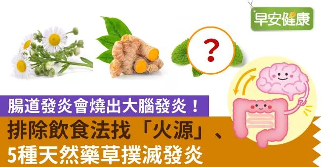 腸道發炎會燒出大腦發炎！排除飲食法找「火源」、5種天然藥草撲滅發炎